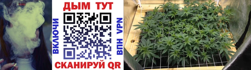 Конопля Bruce Banner  как найти   Шумиха 